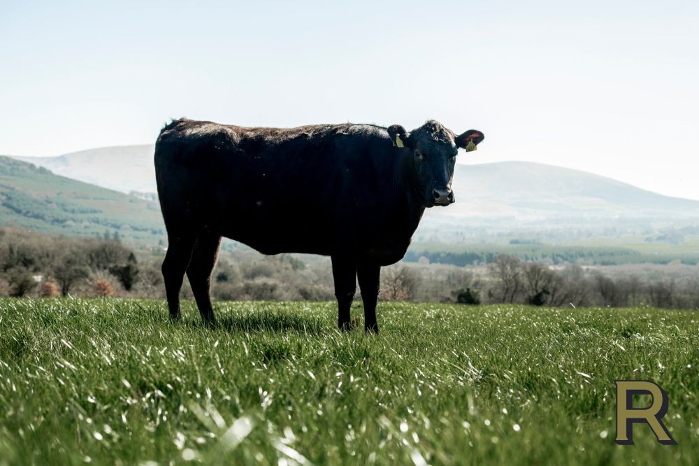 Halal Rosendale Wagyu Beef Dripping