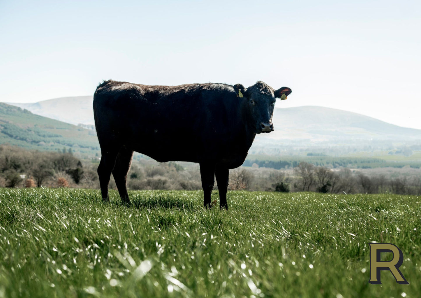 Rosendale Wagyu | Rump Heart | BMS 7+