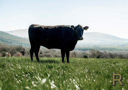 Rosendale Wagyu | Bavette | BMS 7+